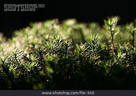 
                Moss, Haircap Moss                   