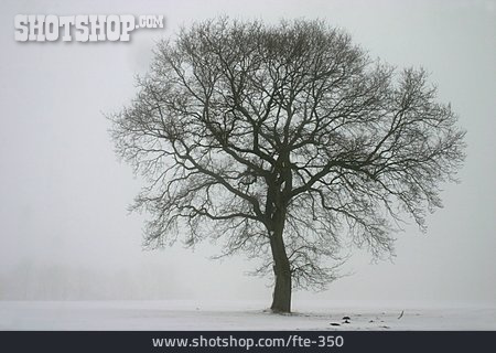 
                Baum, Winterlandschaft, Diesig                   