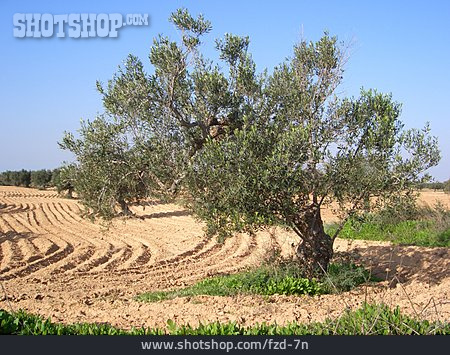 
                Olivenbaum, ölbaum                   