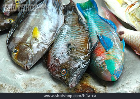 
                Fisch, Fischmarkt, Speisefisch                   