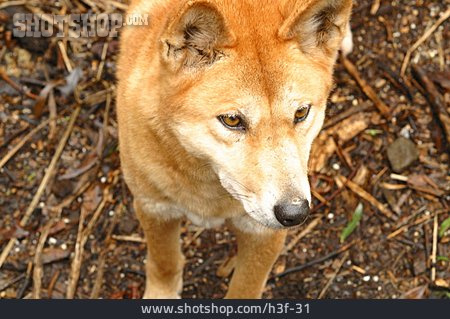 
                Wildhund, Dingo                   