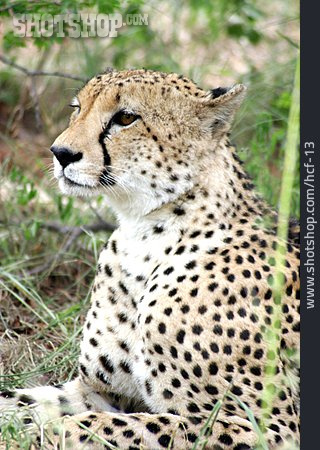 
                Afrika, Gepard, Sambia                   