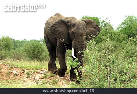 
                Afrika, Elefant, Sambia                   