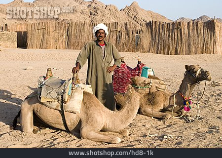 
                Wüste, ägypten, Kamel, Beduine                   