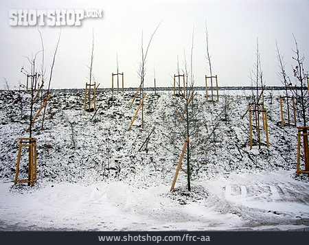 
                Baum, Schnee, Bepflanzung                   