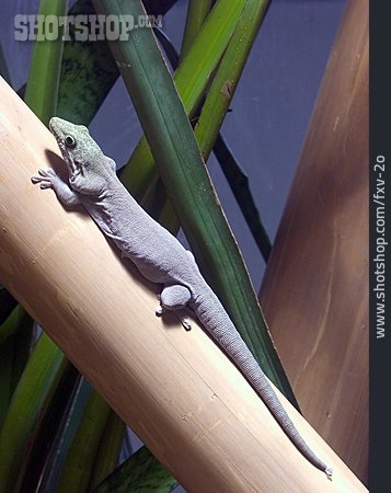 
                Reptil, Gecko                   