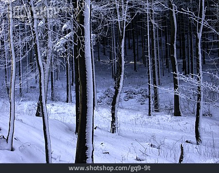 
                Wald, Schnee                   