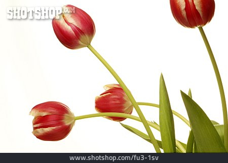 
                Tulpe                   