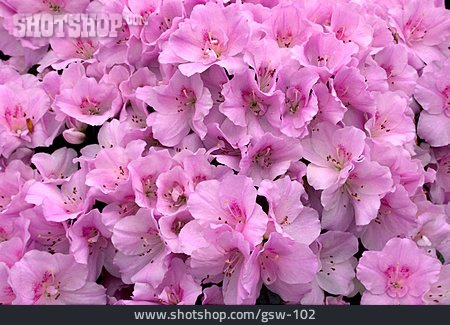 
                Blüte, Rhododendron, Azalee                   