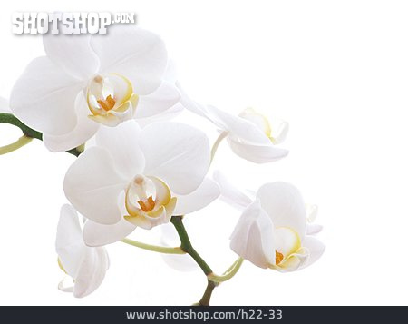 
                Blüte, Weiß, Orchidee                   