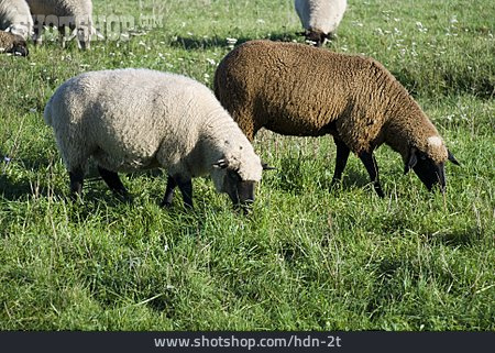 
                Nahrung & Nahrungsaufnahme, Schaf                   