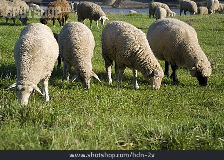 
                Nahrung & Nahrungsaufnahme, Schaf, Schafherde                   