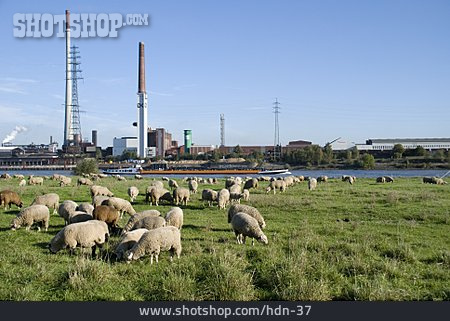 
                Industrielandschaft, Schaf, Schafherde                   