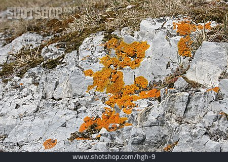 
                Felsen, Flechte                   