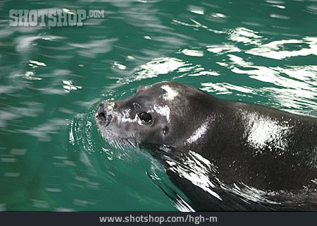 
                Schwimmen, Seehund                   