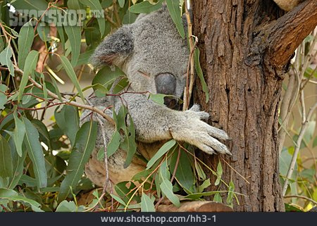 
                Bär, Koala                   