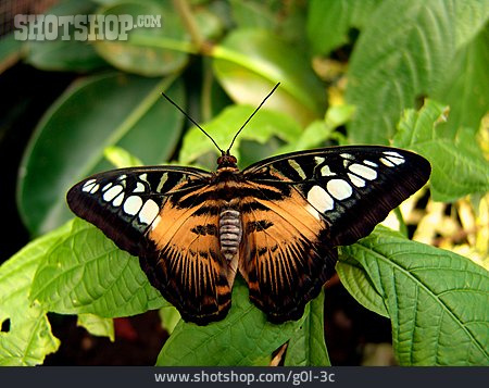 
                Schmetterling, Brauner Scheckenfalter                   