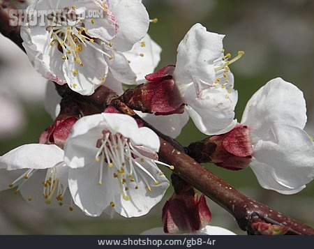 
                Blühen, Obstbaum, Aprikosenzweig                   
