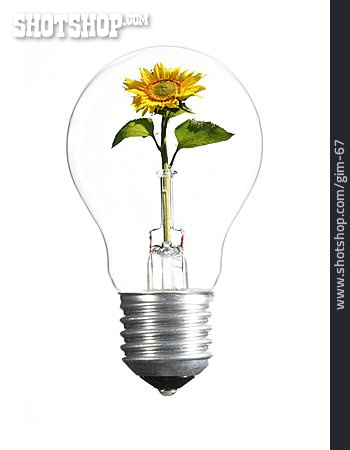 
                Umweltschutz, Sonnenblume, Glühbirne, ökologie, Alternative Energie                   