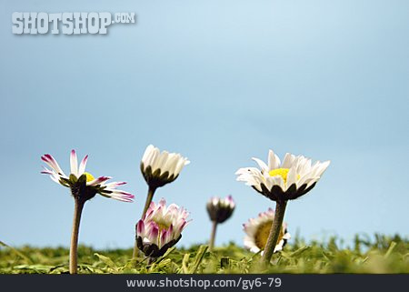 
                Blume, Gänseblume, Gänseblümchen                   