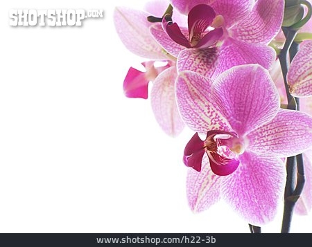 
                Blüte, Orchidee, Phalaenopsis                   