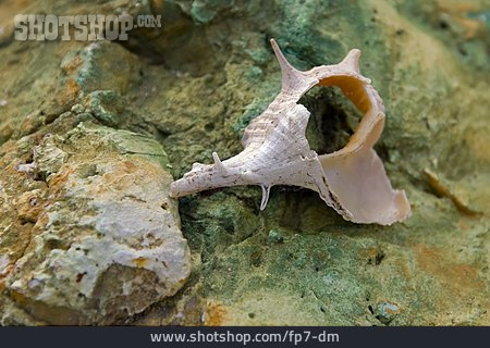 
                Snail-shell, Conch Shell                   