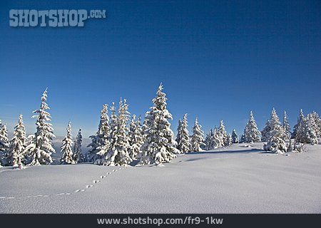 
                Winter, Winter Landscape                   