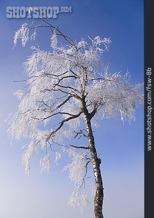 
                Baum, Winter, Rauhreif                   