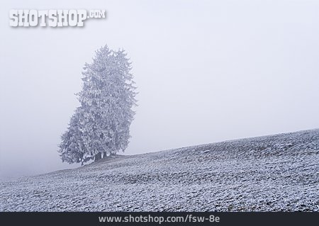 
                Baum, Feld, Winterlandschaft, Rauhreif                   