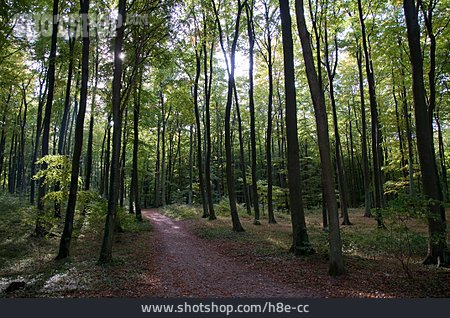 
                Waldweg, Buchenwald                   