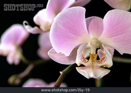 
                Orchidee                   