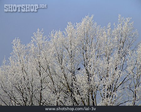 
                Baum, Frost                   