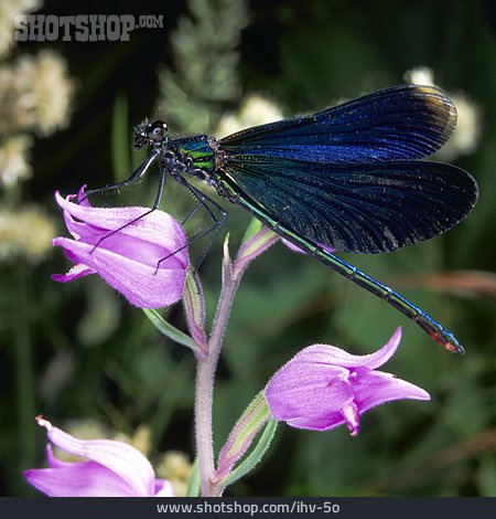 
                Libelle, Gebänderte Prachtlibelle, Blauflügel-prachtlibelle                   