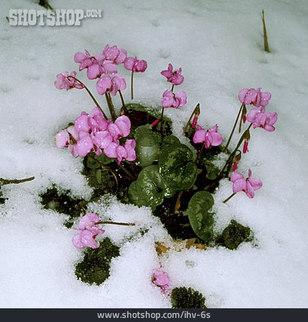 
                Winter, Wildblume, Alpenveilchen                   
