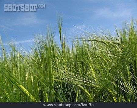
                Barley                   