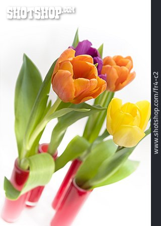 
                Tulpe, Frühlingsblume, Blumenvase, Blumendekoration                   