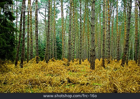 
                Wald, Nadelwald, Unterholz                   
