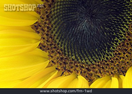 
                Sonnenblume, Blüte                   