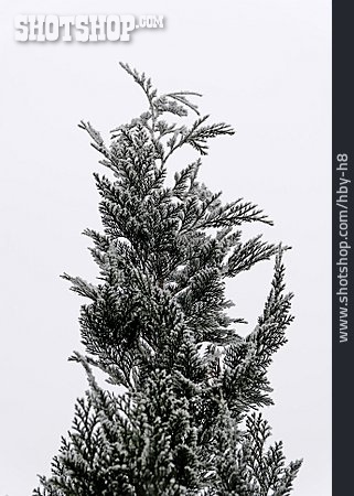 
                Nadelbaum, Schneebedeckt, Raureif, Konifere                   