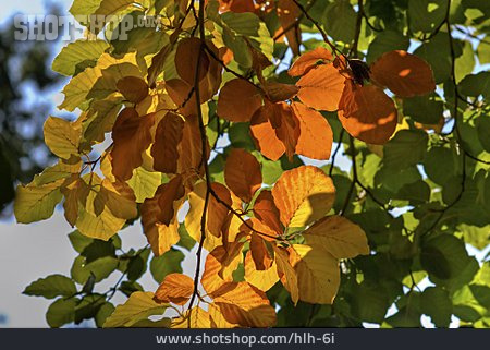 
                Herbst, Buchenblatt                   
