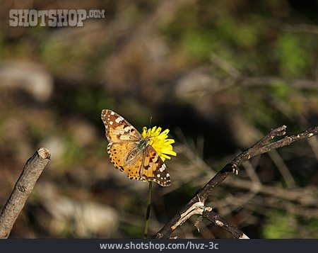 
                Schmetterling, Distelfalter                   