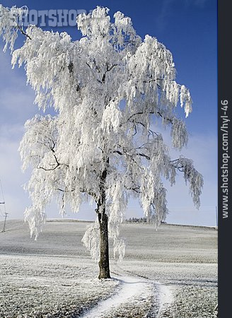 
                Baum, Winter, Frost                   
