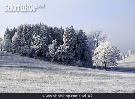 
                Wald, Winter, Winterlandschaft                   