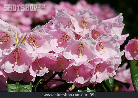 
                Blüte, Rhododendron                   