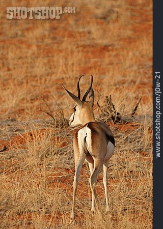 
                Antilope, Springbock                   