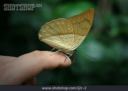 
                Schmetterling, Finger                   