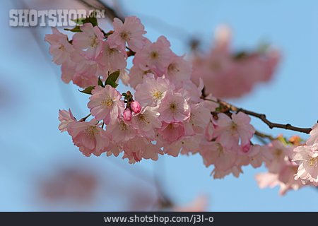 
                Kirschblüte, Blühen, Baumblüte                   