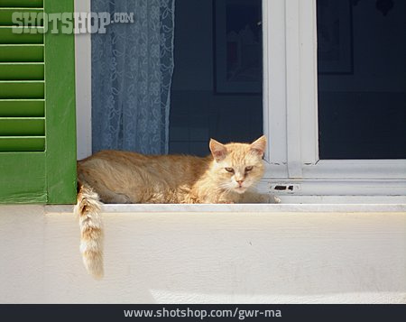 
                Katze, Fensterbank                   