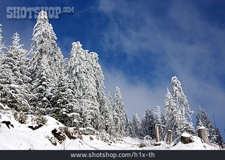 
                Winterlandschaft, Verschneit, Nadelwald                   