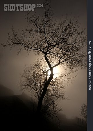 
                Baum, Nebel, Mystisch                   